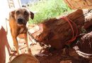 Polícia prende homem acusado de maus tratos contra cães em Pinhalzinho